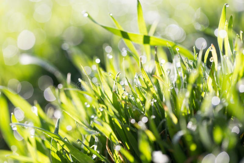 Drops of dew on the green grass