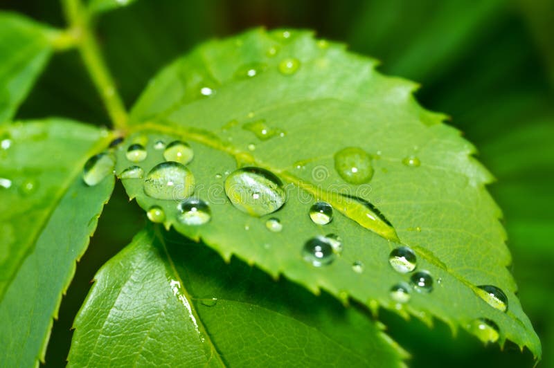 Drops of dew in the green leaves. Beautiful nature background with morning fresh drops of transparent rain water on a green leaf