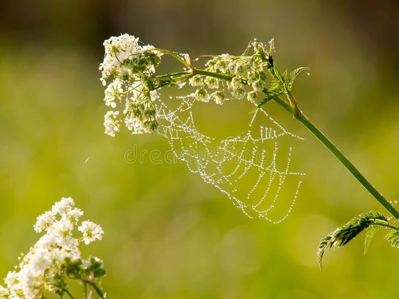 Drops of dew on a spider web in the early morning