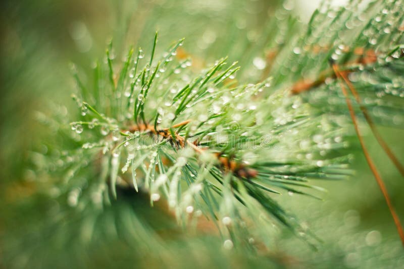 Drops of dew on Spruce branches stock photography Drops of dew on Spruce branches stock photography