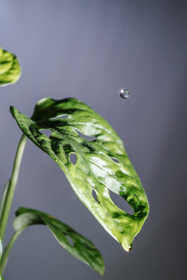 Drops Drip on the Leaves of Domestic Plants. Stock Image Image of