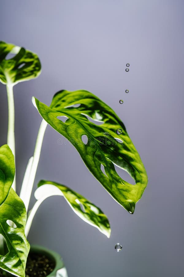 Drops Drip on the Leaves of Domestic Plants. Stock Image Image of