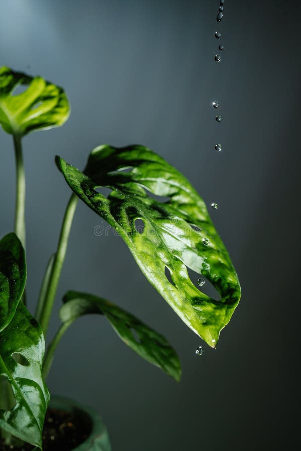 Drops Drip on the Leaves of Domestic Plants. Stock Photo Image of