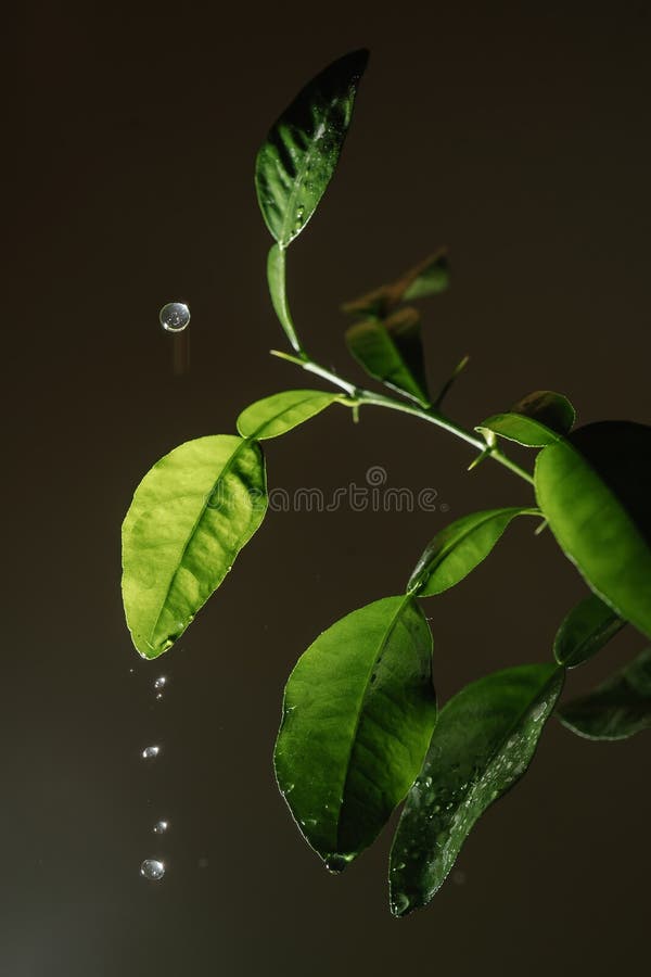 Drops Drip on the Leaves of Domestic Plants. Stock Photo Image of