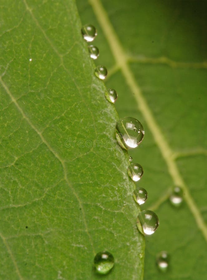 Tiny drops cling to the edge of a leaf after the rain. Surface tension shapes each drop into an almost perfect sphere. Tiny drops cling to the edge of a leaf after the rain. Surface tension shapes each drop into an almost perfect sphere.