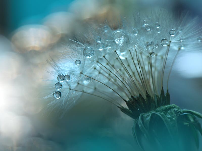 Dandelion Flowers.Art Design.Closeup Photography.Conceptual Abstract Wallpaper.Beautiful Nature Green Background.Celebration,drops