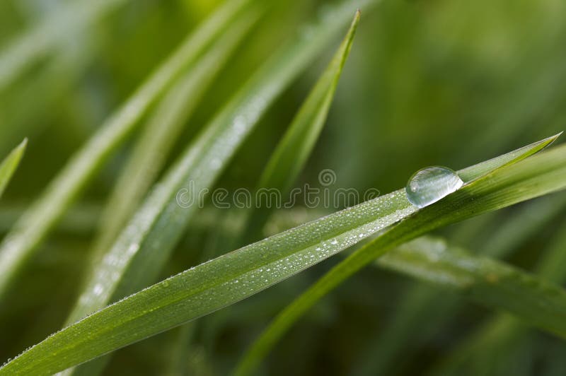 Drops on the grass