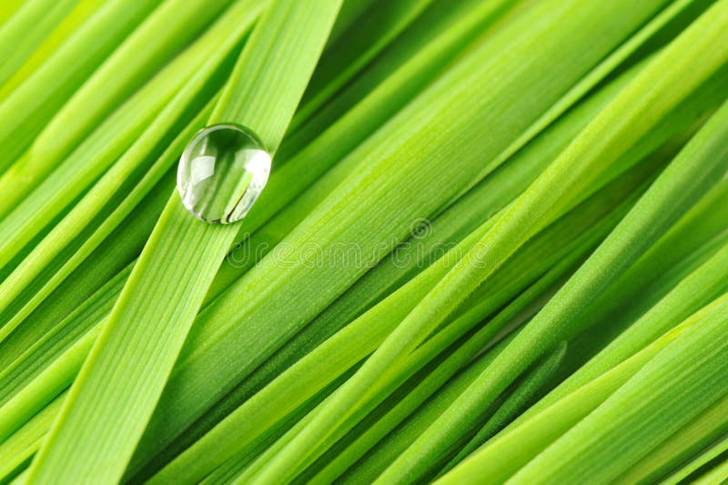 Drops on a grass