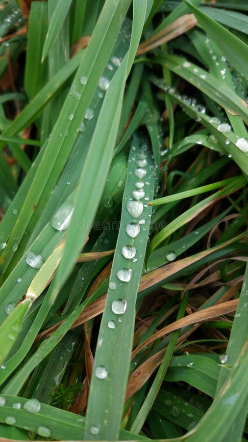 Drops on grass after rain stock photo. Image of drops 162922140