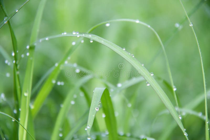 Drops on the Green Grass after Rain. Water Drop on the Grass Lea Stock