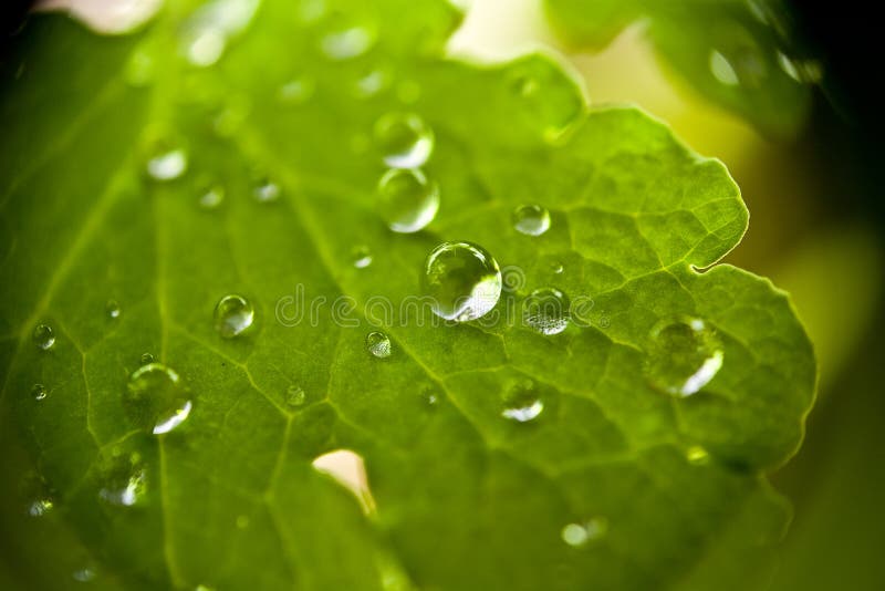 De Agua gotas sobre el una carta.