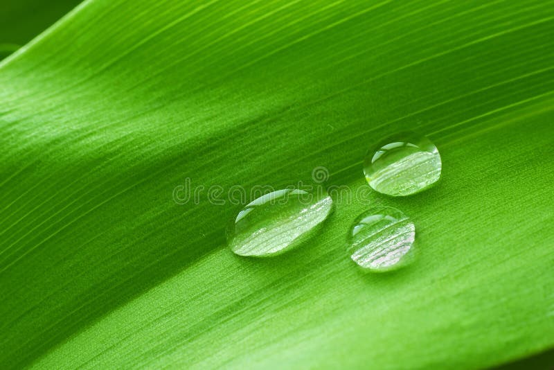 Drops on the leaf