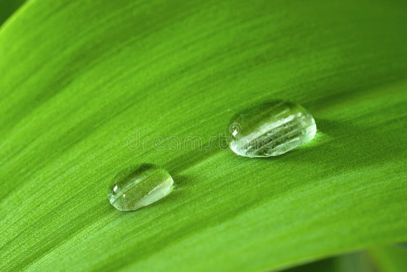 Drops on the leaf