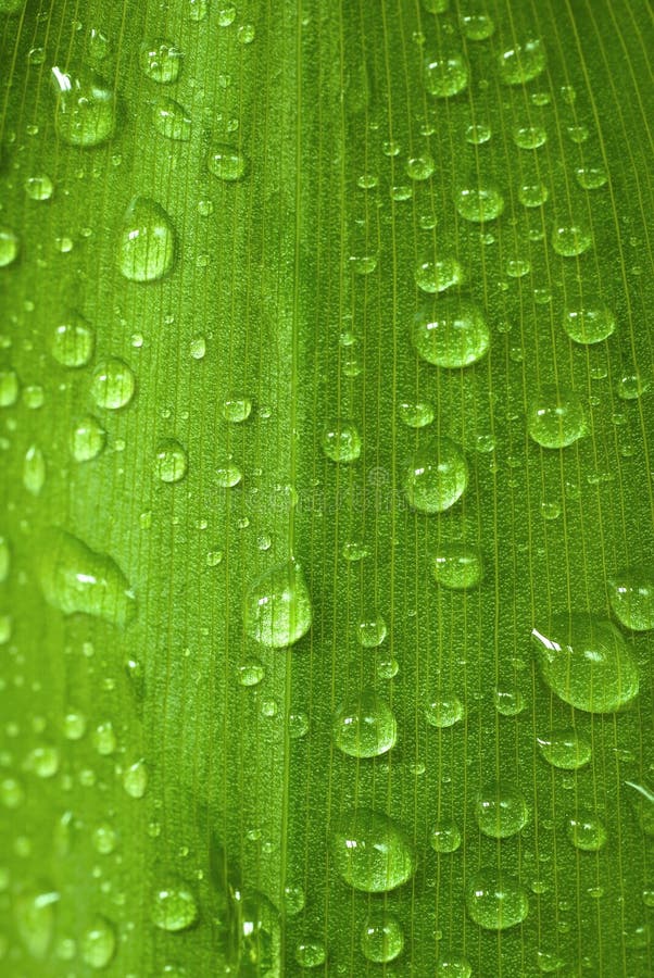 Drops on the leaf