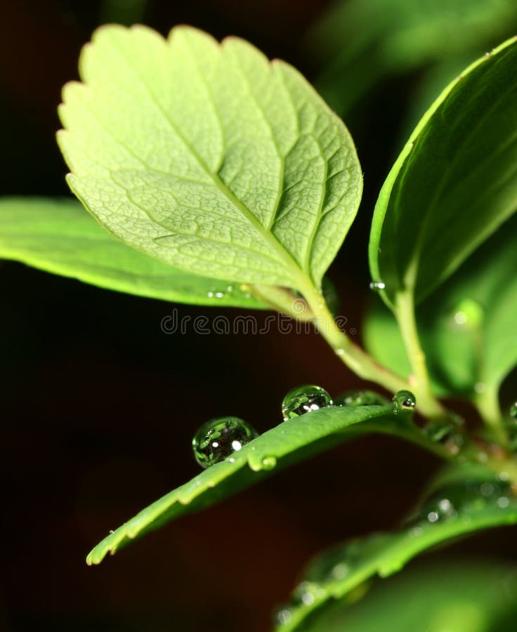 Drops on leaf royalty free stock image