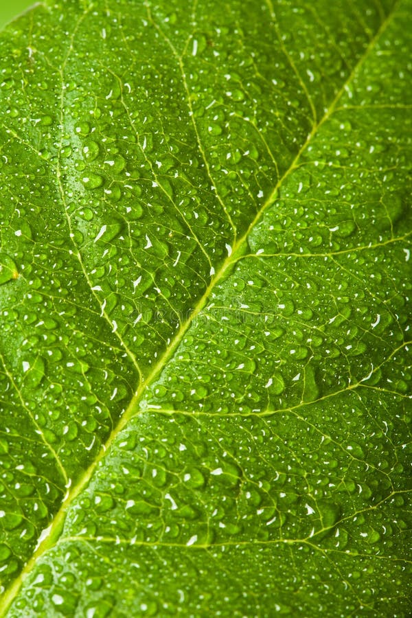 Drops on leaf