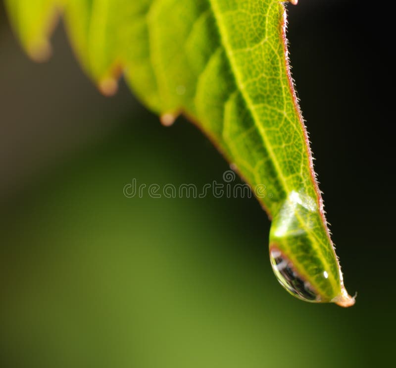 Drops on a leaf