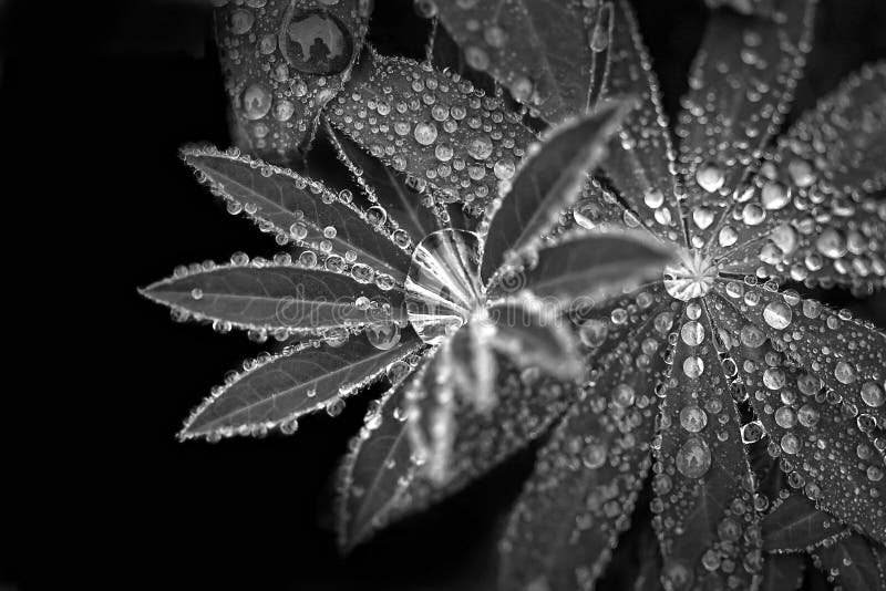 Drops leaf black white