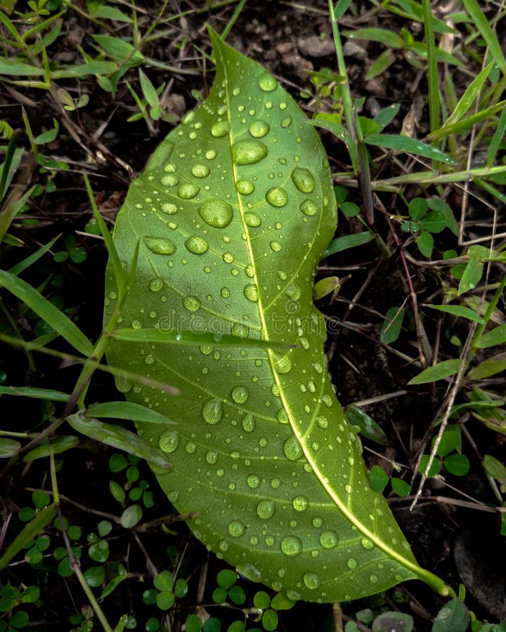 Drops in the leaf ,wild nature photography royalty free stock photo