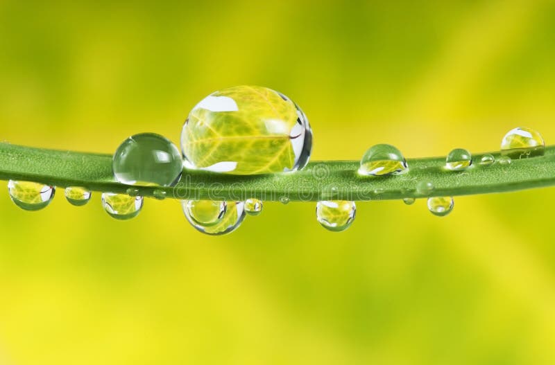 Drops mirroring fall colored leaf