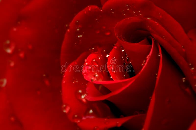 Drops on a red rose petals