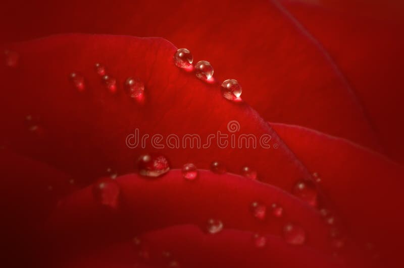 Drops on a red rose petals