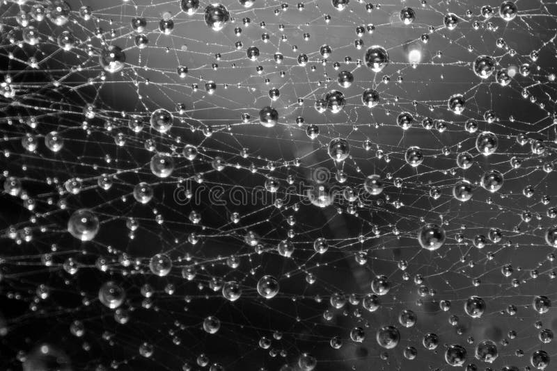 Close-up of dew drops on a spider web. Close-up of dew drops on a spider web