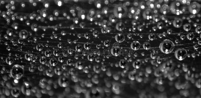 Close-up of dew drops on a spider web Photo taken on: September 15th, 2009. Close-up of dew drops on a spider web Photo taken on: September 15th, 2009