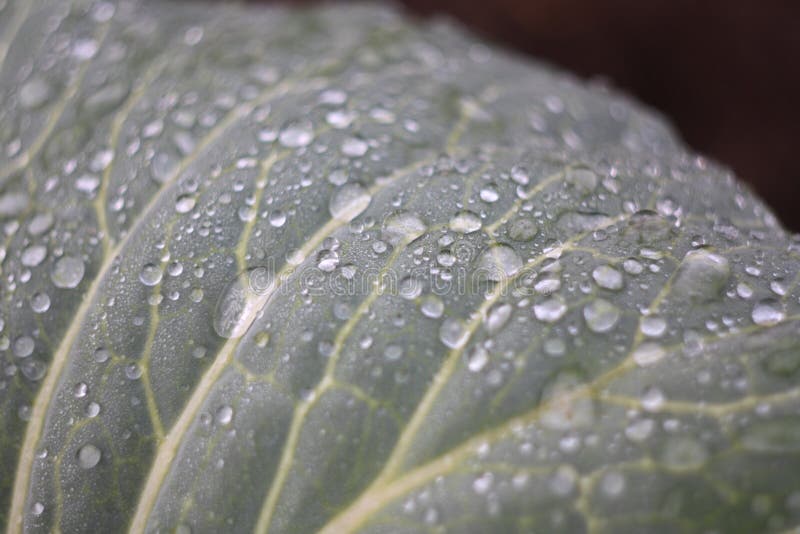 Drops of the Water on the Cabbage Stock Photo Image of splash, floral