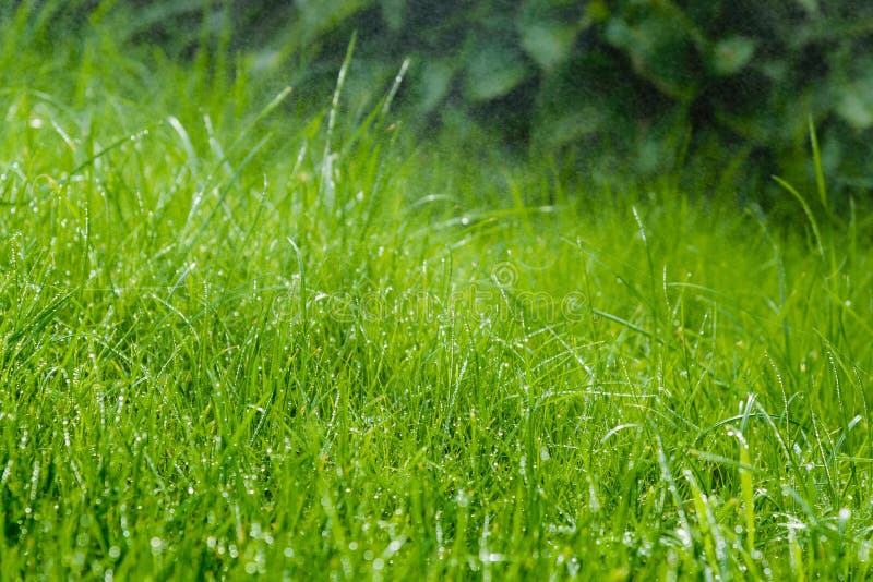 Grass after rain stock image. Image of meadow, line 105054475