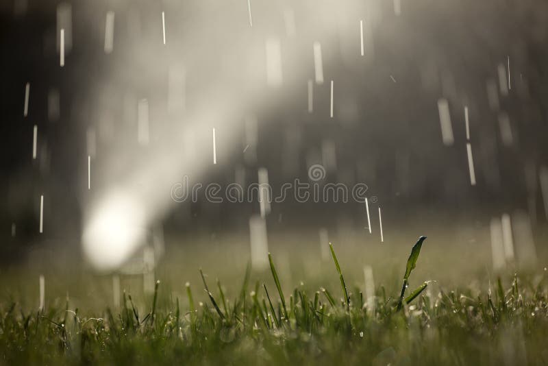 Drops of water on the lawn royalty free stock image