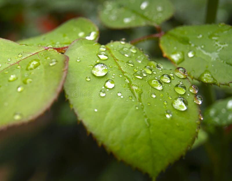 Drops of water on leaves stock image. Image of rain, spray 98155255