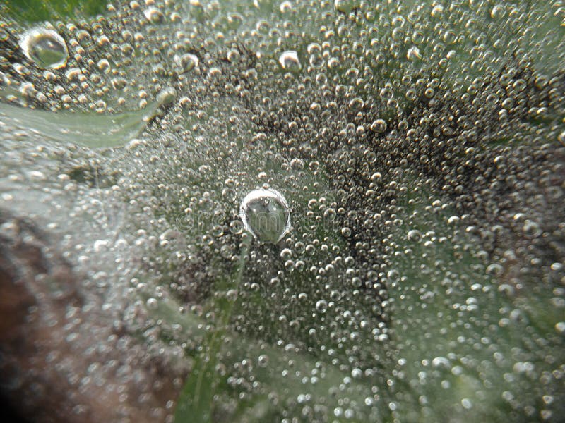 Drops of water or morning dew trapped in spider webs closely stick to light green leaves. Drops of water or morning dew trapped in spider webs closely stick to light green leaves