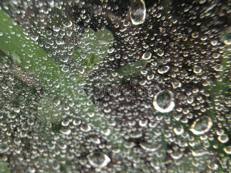 Drops of water or morning dew trapped in spider webs closely stick to light green leaves. Drops of water or morning dew trapped in spider webs closely stick to light green leaves.