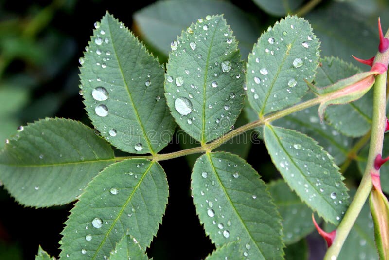 Drops of water after rain on a green leaf