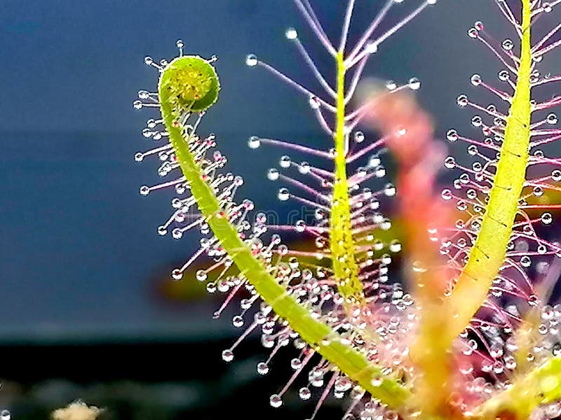 Drosera binata, sundew - carnivorous plant