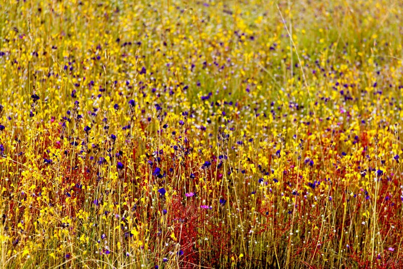 Drosera indica Linn.flower (DROSERACEAE) blur with dry grass