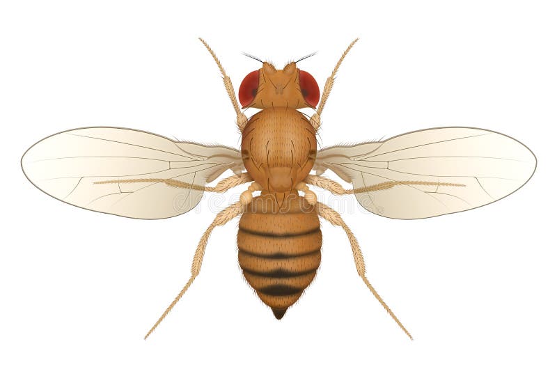 clipart fruit flies