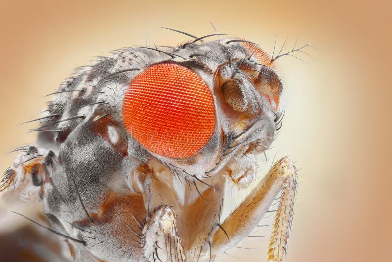 Fruit fly eye close up stock photo. Image of microscope 29981812