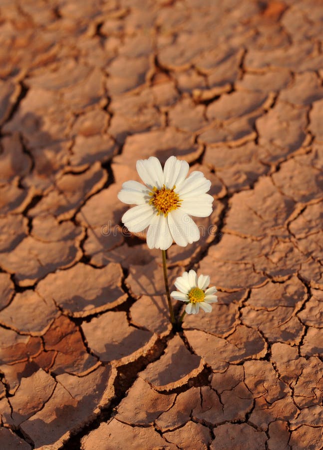 Flower Desert Dry Land Daisy Stock Photos Free & RoyaltyFree Stock