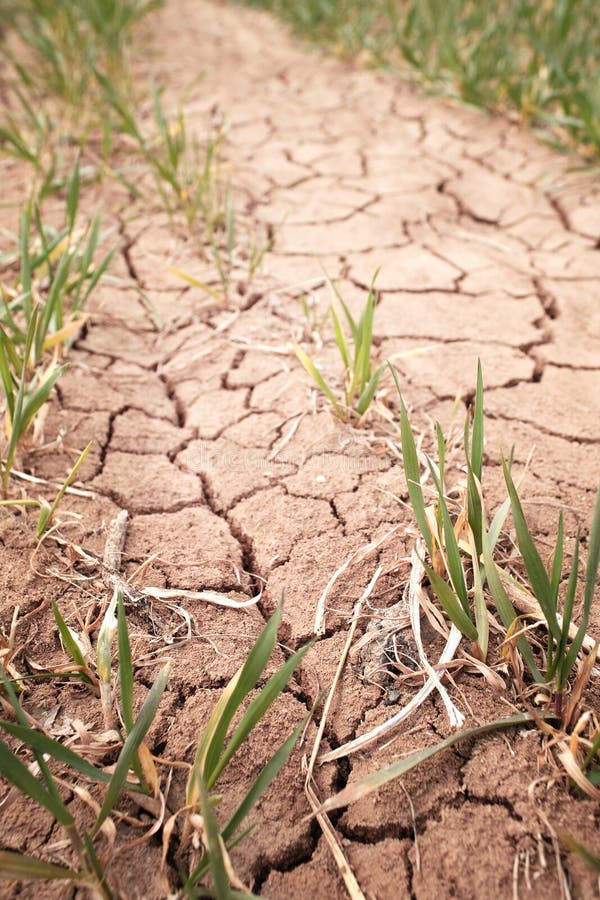 Drought cracked soil