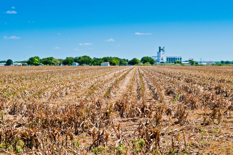 Un intero campo di mais è perso a causa di condizioni di siccità e lasciate ad appassire in campo.