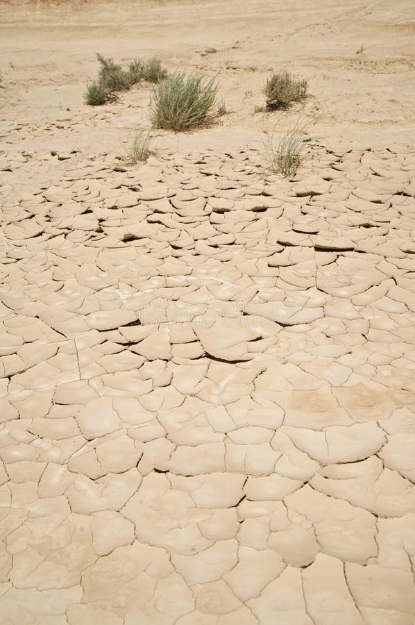 Drought and plants