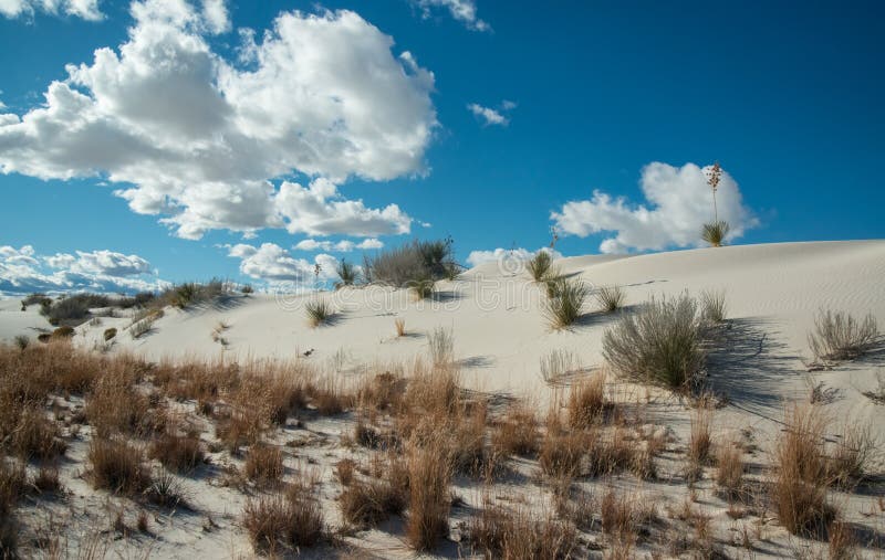 Drought-resistant desert plants and Yucca plants growing in White Sands National Monument, New Mexico, USA