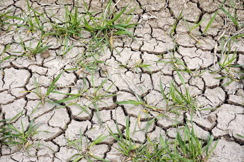 Drought wheat field