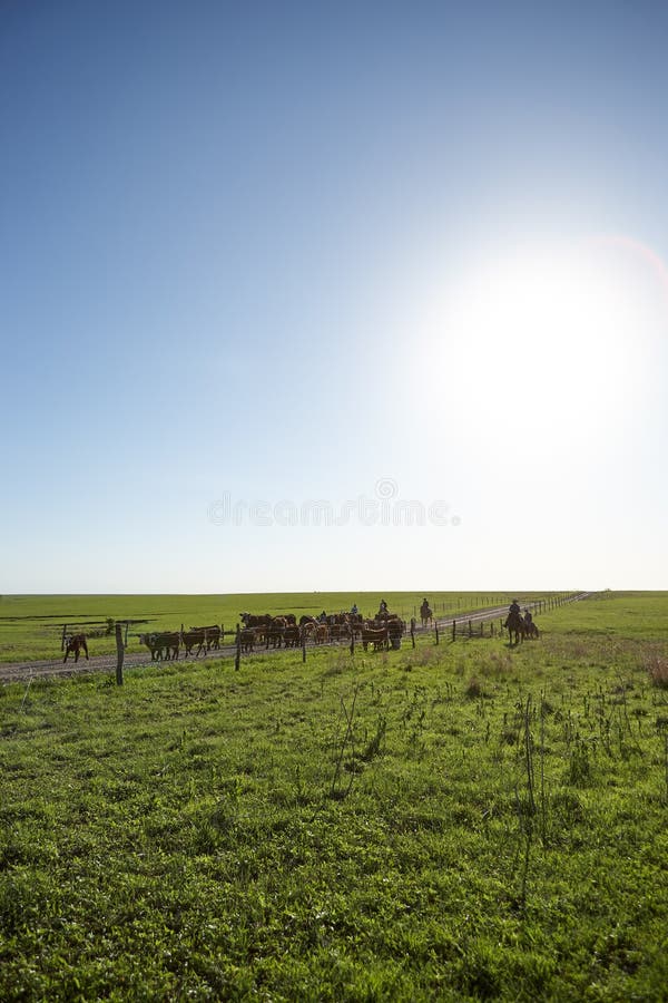 Drovers or cowboys herding a herd of black cows royalty free stock photo Drovers or cowboys herding a herd of black cows royalty free stock photo