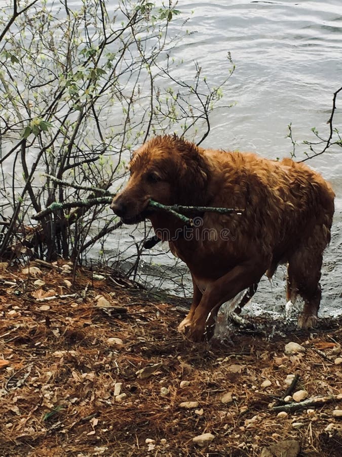 Drowned Rat Golden Retriever Puppy Dog Fetching Sticks in the Water