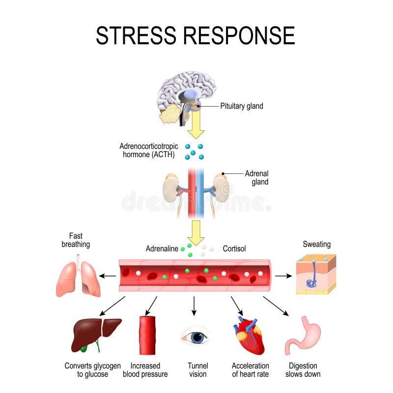 Stress response. Activation of the stress system. Stress is a main cause of high levels of adrenaline and cortisol secretion. hormones that produced by the medulla, and cortex of adrenal. Stress response. Activation of the stress system. Stress is a main cause of high levels of adrenaline and cortisol secretion. hormones that produced by the medulla, and cortex of adrenal