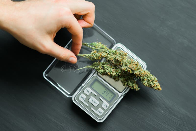 A Drug Dealer Weighs Cannabis Flower Marijuana on a Scales Concept of  Legalizing Herbs Weed Stock Image - Image of illegal, medicine: 109051391