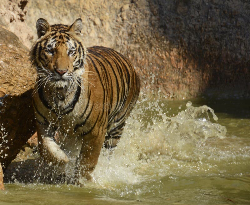 Druipend Bengalen Tiger Splashing Through het Water stock foto's Druipend Bengalen Tiger Splashing Through het Water stock foto's
